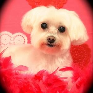 Meet your Posher, Patricia